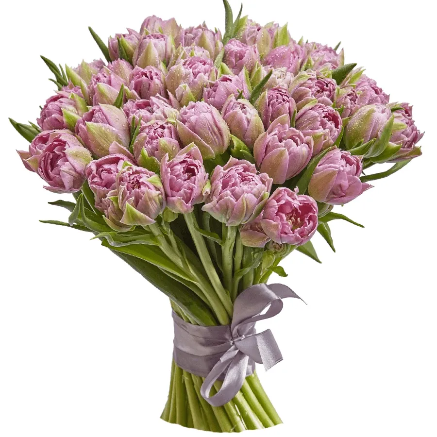 Тюльпан пионовидный сиреневый